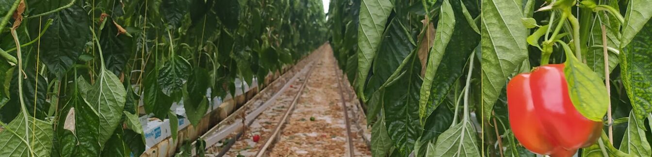 Heftruckchauffeur – Paprika kwekerij