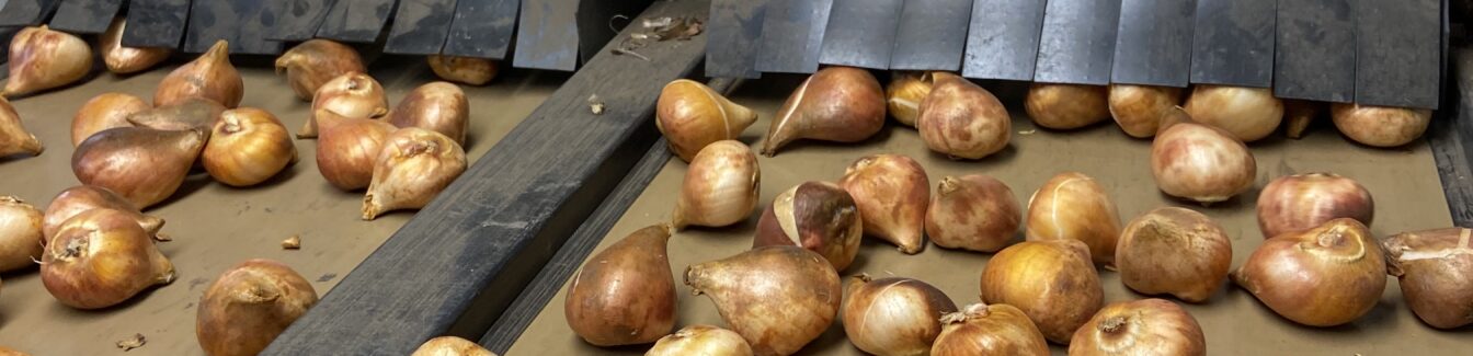 Seasonal Work (Flower Bulb Processing)