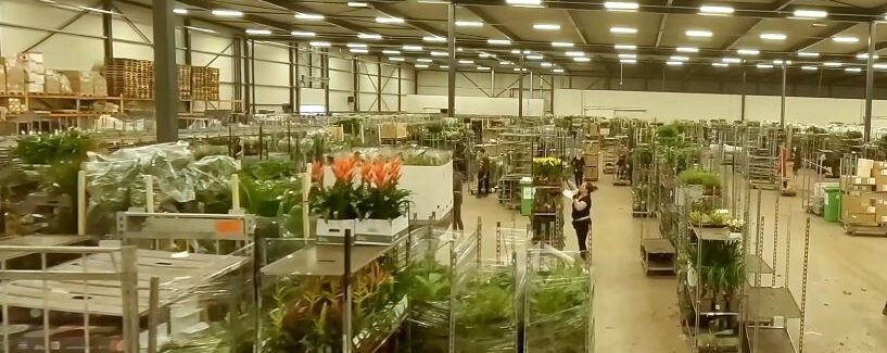 Order Picker: Plants