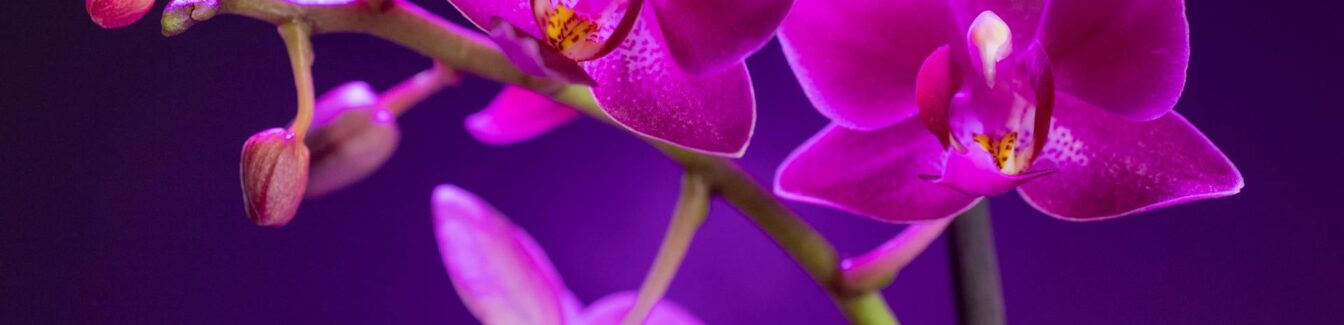 Productiemedewerker Orchideeën (kas)