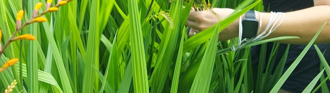 Flower Cutting Worker