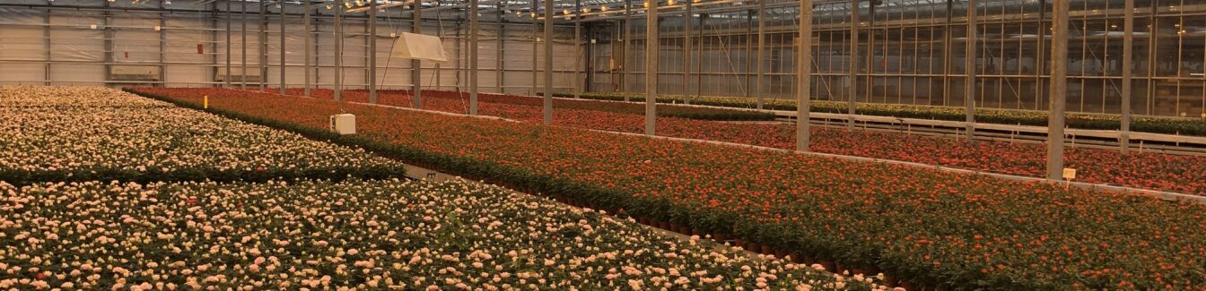 Bloemenmedewerker