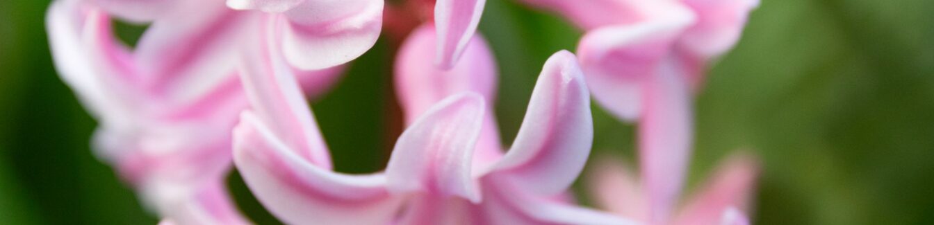 Magazijnmedewerker – Kleine potplanten
