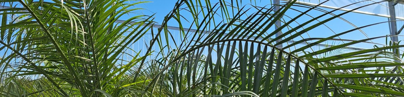 Palm Nursery Employee